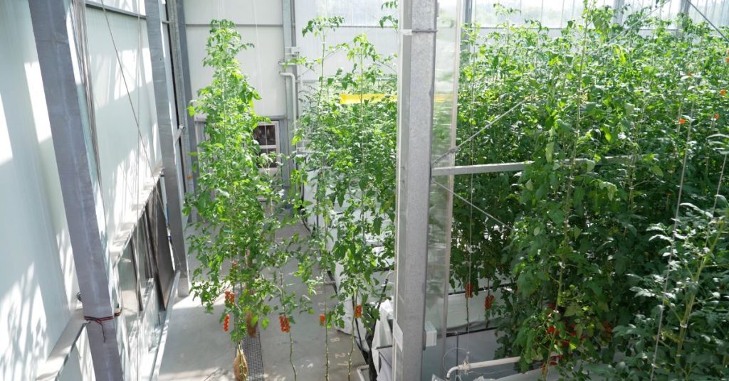 SAIA-Agrobotics-plants-1024x536